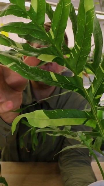 КОМНАТНОЕ РАСТЕНИЕ ДРИНАРИЯ ВАРИЕГАТНАЯ #plants #shorts смотреть онлайн