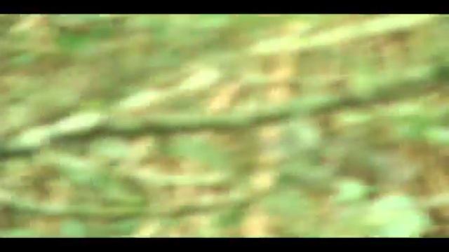 The Effects of Flash Photography on a Mountain Gorilla смотреть онлайн