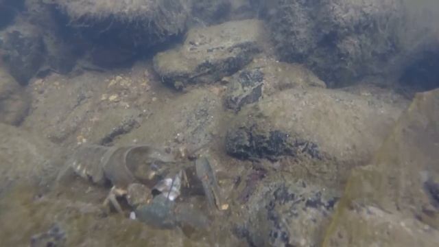 Rak říční II ( Astacus astacus ) смотреть онлайн