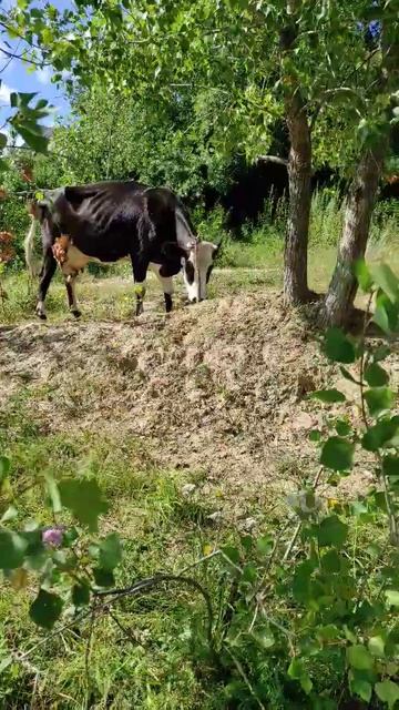 Коровка🐮 #коровка#крс#молоко#ветеринар #зоотехник#zoo#cow