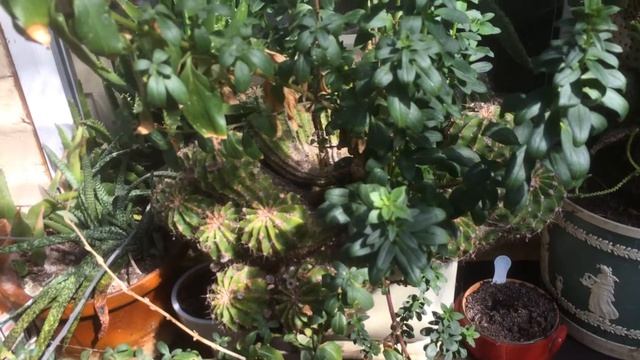 Cactus Echinopsis beautiful flowers смотреть онлайн