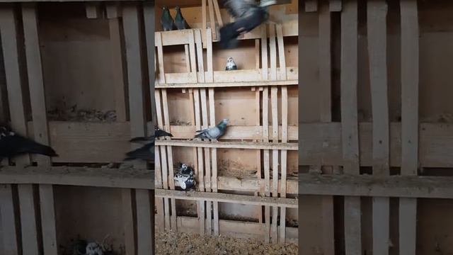 голуби Свердловски ако смотреть онлайн