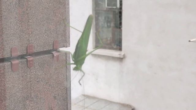 Саранча наводит жуть смотреть онлайн