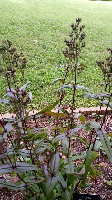 Foxglove Beardtongue - Penstemon digitalis #hiking #plantidentification #easttndude #plants смотреть онлайн