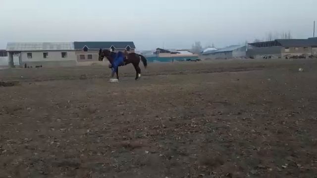 4 асый. бою 1.55см Баасы 250мин сом. 0708 311777 смотреть онлайн