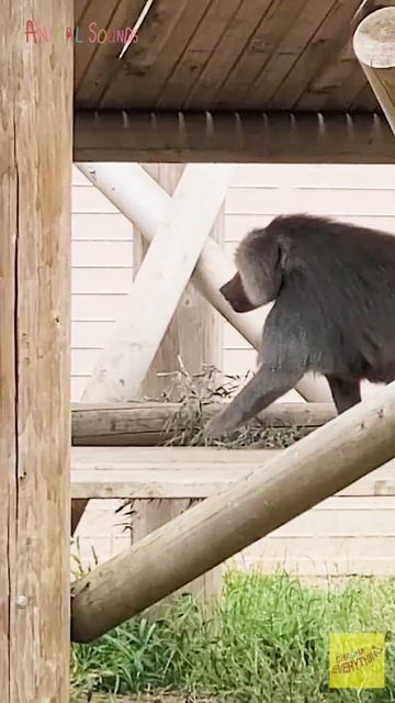 Baboon Sounds in the Zoo #shorts смотреть онлайн