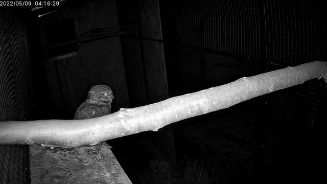 Athene Noctua Mating #athenenoctua