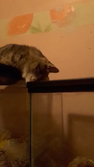 Cat Watching Hamster TV смотреть онлайн