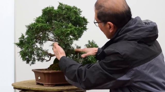 Juniper Bonsai Re-shape смотреть онлайн