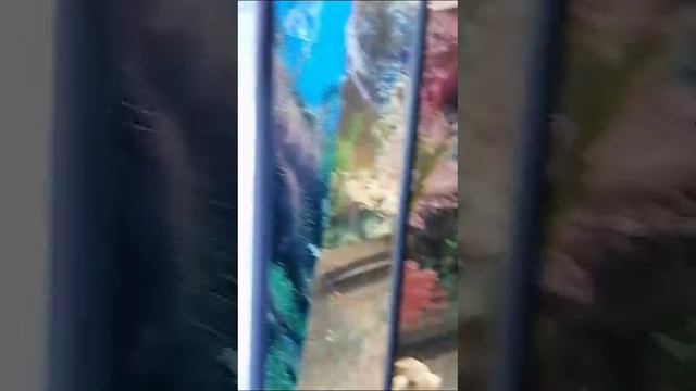 VID-20241008-WA0007.mp4 смотреть онлайн