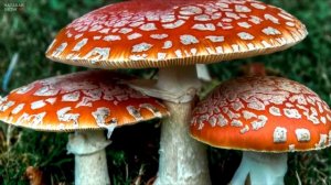 ЧТО БУДЕТ, ЕСЛИ СЪЕСТЬ МУХОМОР