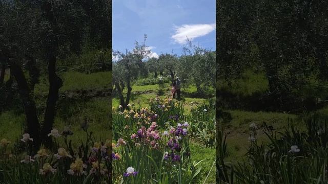 Giardino dei Iris, Firenze. Парк Ирисов, Флоренция.#флоренция#firenze#florence#iris#ирис #tuscany смотреть онлайн