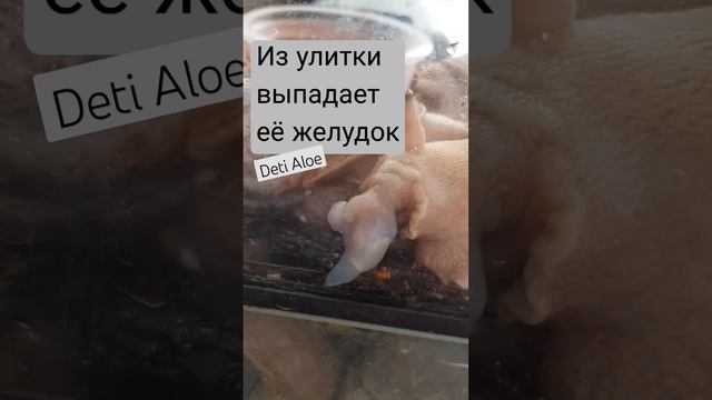 Выпадение желудка: было и прошло. На сегодня улитка жива и активна || Deti Aloe смотреть онлайн