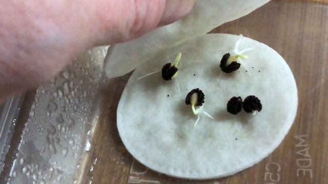 Papaya Seed Germination | Paper Towel Method vs Compost смотреть онлайн