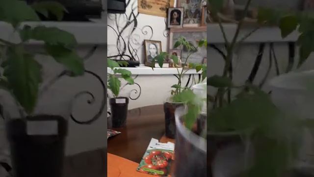 Обзор моей рассады томатов смотреть онлайн