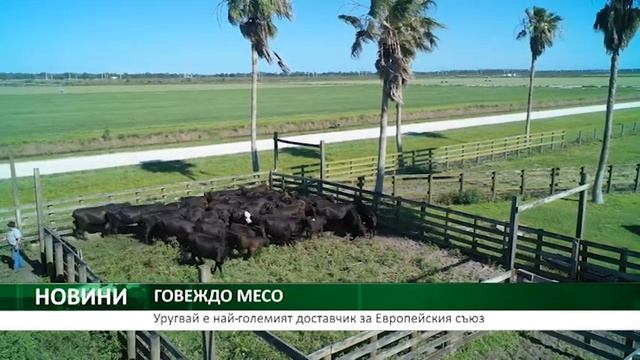 ГОВЕЖДО МЕСО: Уругвай е най-големият доставчик за Европейския съюз смотреть онлайн