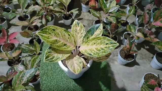 LELANG SANTUY AGLONEMA MUEMER смотреть онлайн