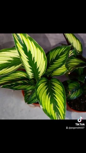 Калатея Бьюти Стар, цена 350 гривен! Бронь в вайбер 0996782355 смотреть онлайн