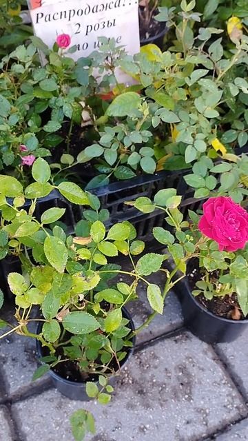 Купили бордюрные розы 4 куста по цена 2-х #shorts #дача #сад #цветы #розы #красота смотреть онлайн
