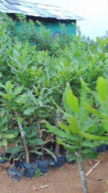 Macadamia #fruit #plants #macadamia смотреть онлайн