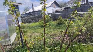 малина Глен кое и Хебан после сильных заморозков -7