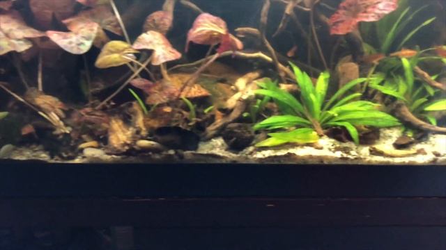 It's a jungle in here! Amazon Themed Paludarium update and trimming смотреть онлайн