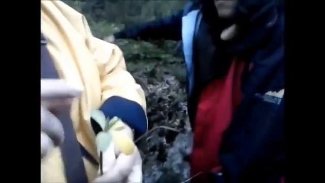 Salida a Terreno #3 [Botánica] Lici c/m B. [B.o.W.] смотреть онлайн
