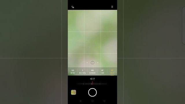 Bee ( Meliponini) - Macrophone Photography смотреть онлайн