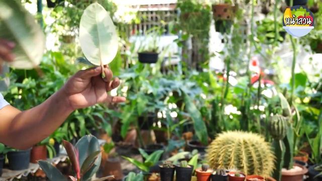 ต้นยางอินเดีย (Rubber Plant)+วิธีการขยายพันธุ์ - หน้าสวน Express