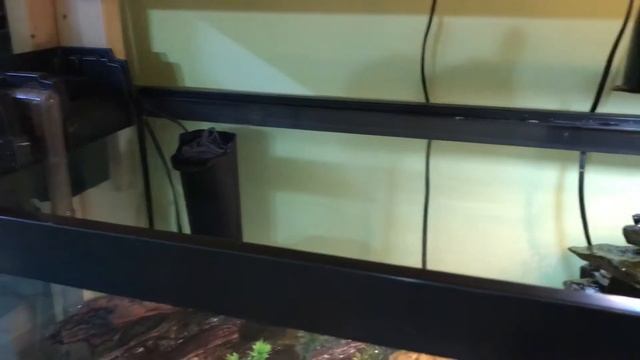 Crystal Clear Turtle Tank смотреть онлайн