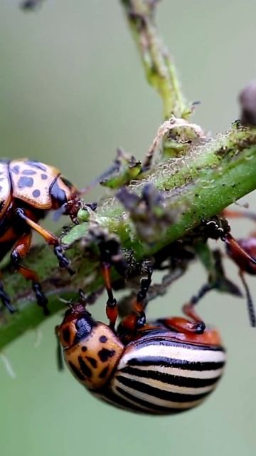 25% of all living things on earth are beetles смотреть онлайн