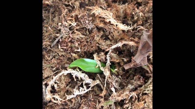 Plantas Carnívoras/Mi Nepenthes Ventricosa. смотреть онлайн