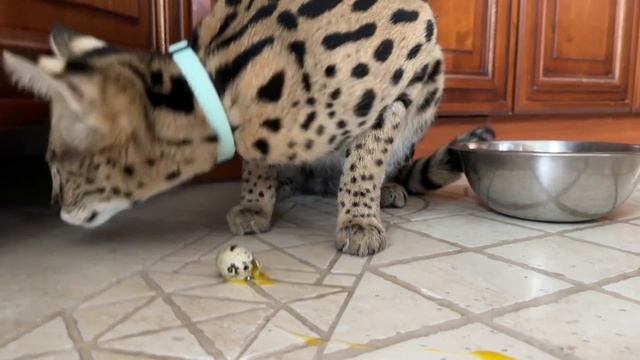 Домашний сервал кушает 😹 Serval Cat