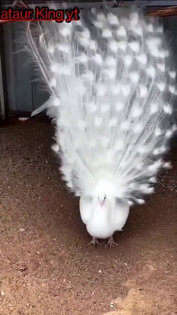 White peacock dance  don`t miss the white peacock dance #ataurkingyt