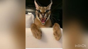 Песня про шлёпу