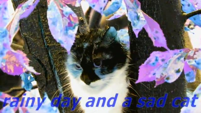 Ultraviolet Cat In The Rain