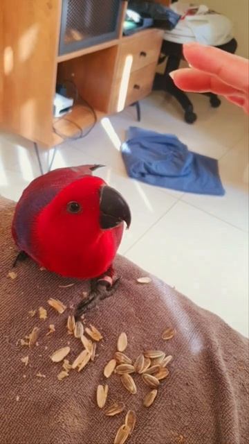 Siri is eating sun flower seeds #sunflowerseeds смотреть онлайн