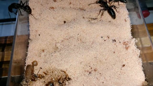 Pachycondyla striata - Primeira operária смотреть онлайн