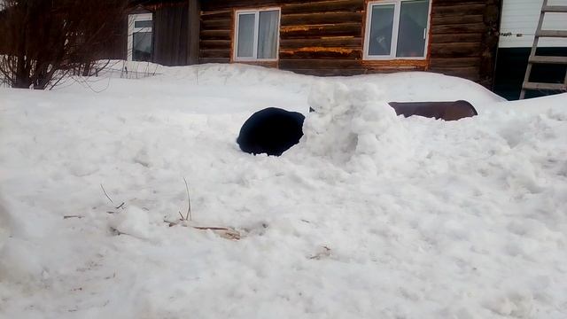 Прогулка кролика на улице и уборка клетки смотреть онлайн