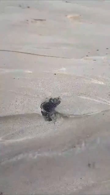 Tyson Famous #marineiguana Galápagos