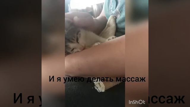 Котёнок ищет дом смотреть онлайн