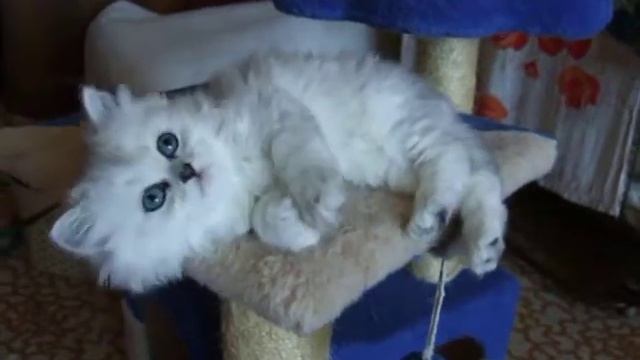 Персидская шиншилла серебристая смотреть онлайн
