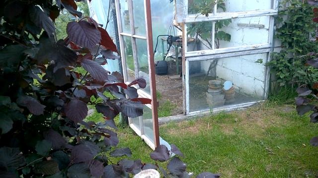 65 Paulownia zaatakowana przez dzięcioła..... смотреть онлайн