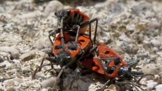 Drôles de gendarmes ... смотреть онлайн