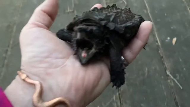 ALLIGATOR SNAPPING Turtle Is Tolerant Of Light Handling