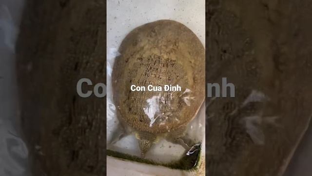 Con Cua Đinh còn gọi Ba ba Nam Bộ смотреть онлайн