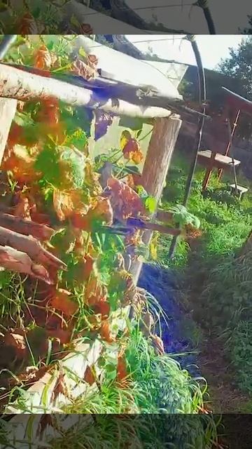 Сад и огород. Рецепт от бабушки,самые лучшие маринованные огурцы с начинкой .#сад #огород