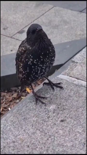 Разговорчивый скворец на Киевском вокзале#скворец#лето#Киевская смотреть онлайн