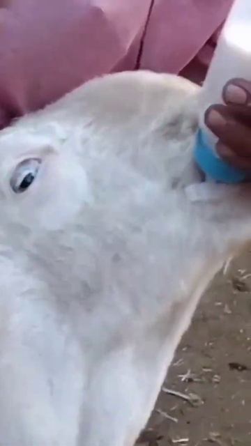 Milk feeding goat #shorts смотреть онлайн