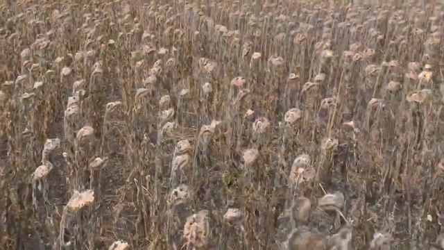 Olimac Drago Gold - жатка для уборки подсолнечника